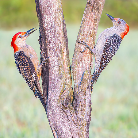 Red-bellied Woodpecker