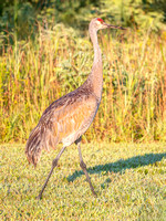 Heron Park 2024-07-19