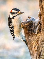 Downy Woodpecker