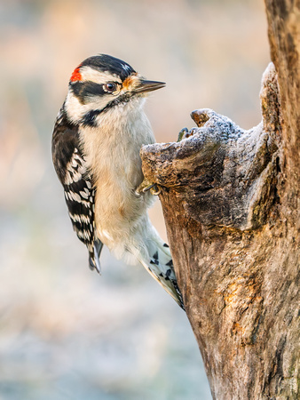 Downy Woodpecker