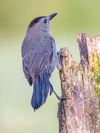 Gray Catbird