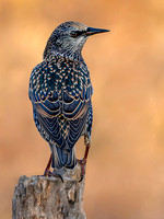 European Starling