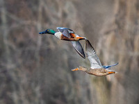 Northern Shoveler