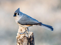 Heron Park 2025-03-13