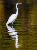 Great Egret