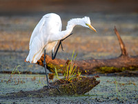 Heron Park 2024-09-18