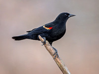 Heron Park 2025-03-14
