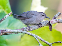 Gray Catbird