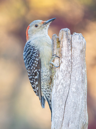 Red-bellied Woodpecker
