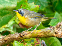 Common Yellowthroat