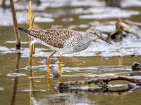 Greater Yellowlegs