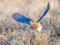 Eastern Bluebird