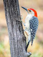 Heron Park 2024-11-24