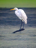Heron Park 2024-08-22