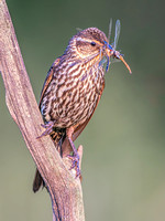 Red-winged Blackbird