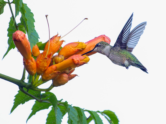 Ruby-throated Hummingbird