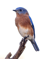 Eastern Bluebird