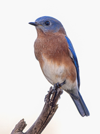 Eastern Bluebird