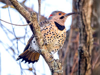 Northern Flicker