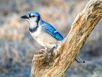 Blue Jay