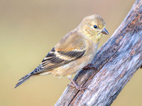 American Goldfinch