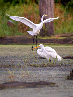 Great Egret