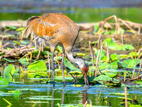 Sandhill Crane