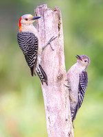 Red-bellied Woodpecker