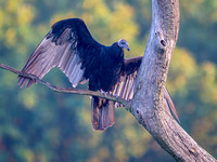 Heron Park 2024-08-25