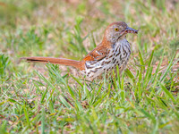 Brown Thrasher