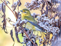 Orange-crowned Warbler
