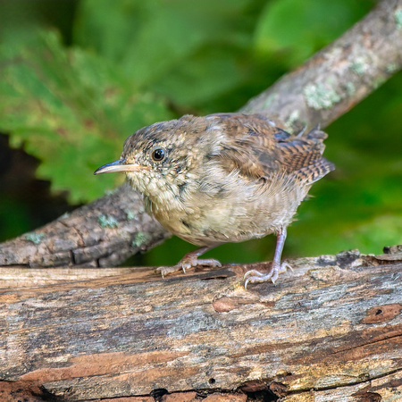 House Wren