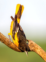Heron Park 2024-05-21