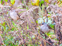Heron Park 2024-10-12