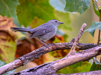 Heron Park 2024-10-05
