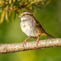 White-throated Sparrow