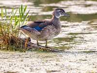 Wood Duck