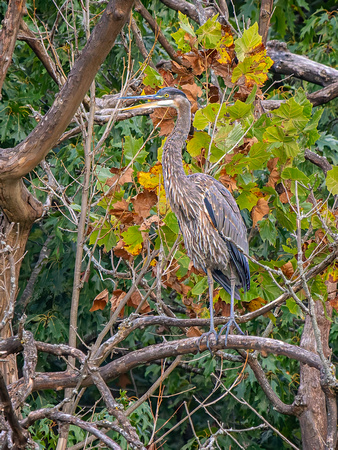 Great Blue Heron