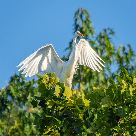 Great Egret
