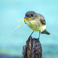 Eastern Phoebe