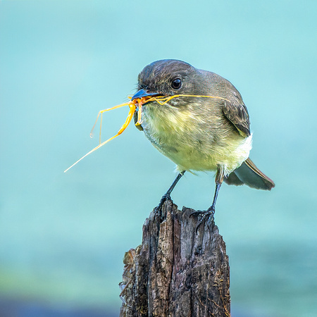 Eastern Phoebe