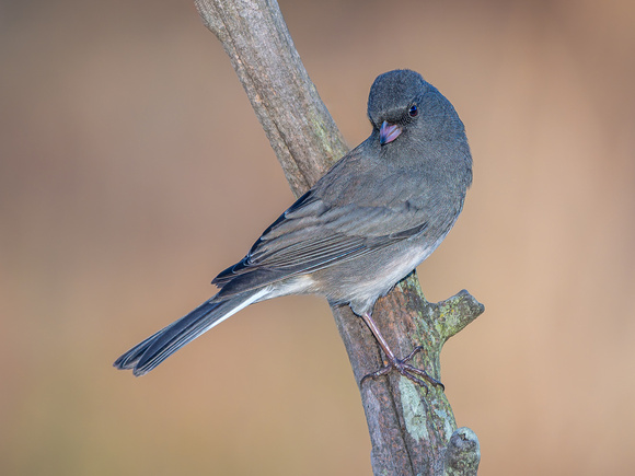 Dark-eyed Junco