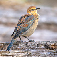 Rusty Blackbird
