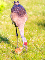 Heron Park 2024-06-03