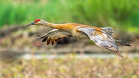 Sandhill Crane