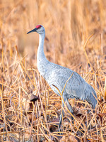 Sandhill Crane