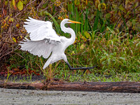 Great Egret