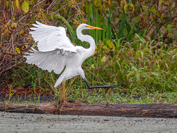 Great Egret