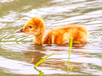 Sandhill Crane