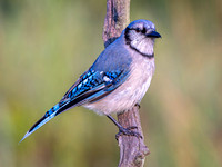 Blue Jay